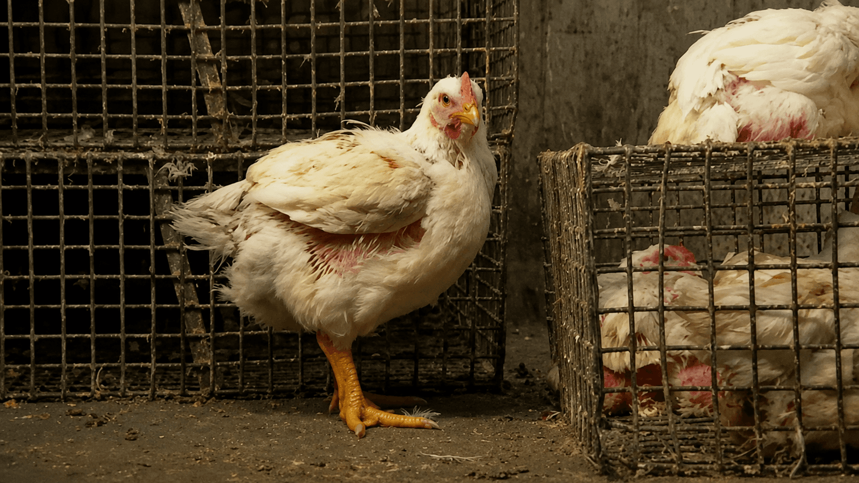 chiken
