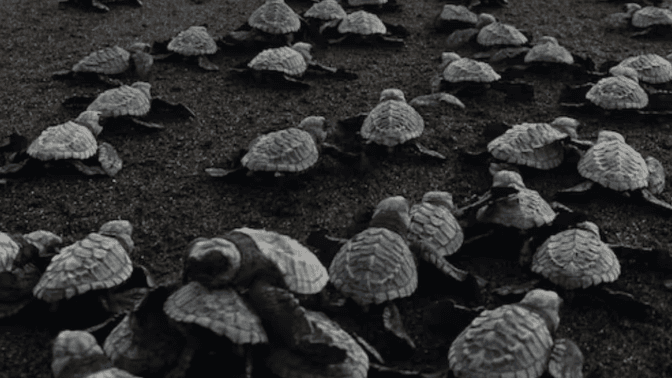 turtle