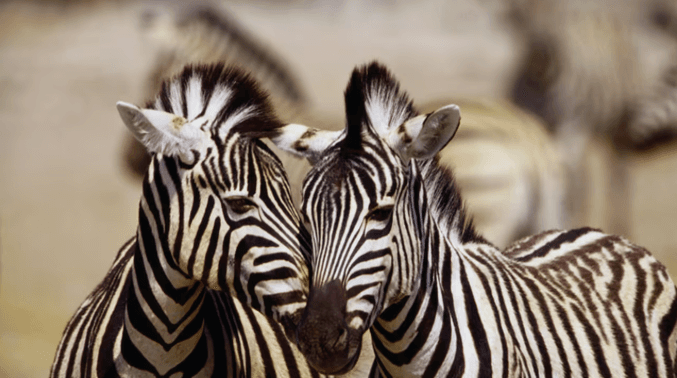 zebra